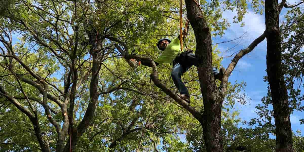 Expert Tree Care & Removal Services Near You