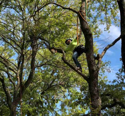 Expert Tree Care & Removal Services Near You